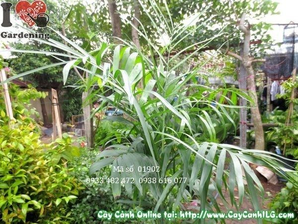 Cây Cau Hawai – Ý Nghĩa, Cách Chăm Sóc & Mua Bán Sỉ Lẻ Giá Tốt Tại TP.HCM