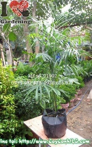 Cây Cau Hawai – Ý Nghĩa, Cách Chăm Sóc & Mua Bán Sỉ Lẻ Giá Tốt Tại TP.HCM