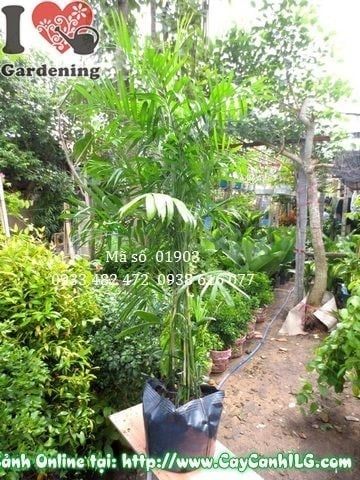 Cây Cau Hawai – Ý Nghĩa, Cách Chăm Sóc & Mua Bán Sỉ Lẻ Giá Tốt Tại TP.HCM