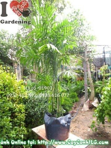 Cây Cau Hawai – Ý Nghĩa, Cách Chăm Sóc & Mua Bán Sỉ Lẻ Giá Tốt Tại TP.HCM