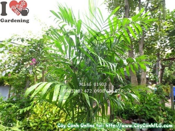 Cây Cau Hawai – Ý Nghĩa, Cách Chăm Sóc & Mua Bán Sỉ Lẻ Giá Tốt Tại TP.HCM