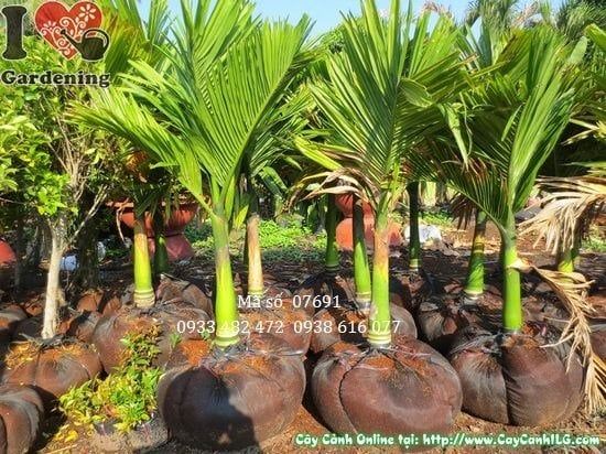 Cây Cau Lùn – Ý Nghĩa, Cách Chăm Sóc & Mua Bán Sỉ Lẻ Giá Tốt Tại TP.HCM