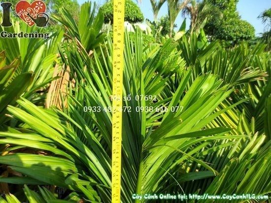 Cây Cau Lùn – Ý Nghĩa, Cách Chăm Sóc & Mua Bán Sỉ Lẻ Giá Tốt Tại TP.HCM