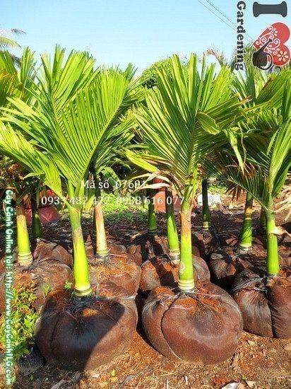 Cây Cau Lùn – Ý Nghĩa, Cách Chăm Sóc & Mua Bán Sỉ Lẻ Giá Tốt Tại TP.HCM