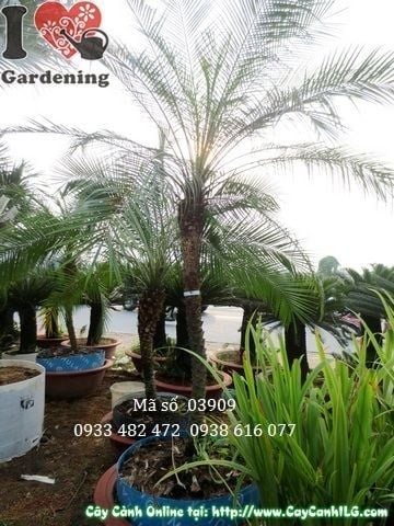 Cây Cau Nga Mi – Ý Nghĩa, Cách Chăm Sóc & Mua Bán Sỉ Lẻ Giá Tốt Tại TP.HCM