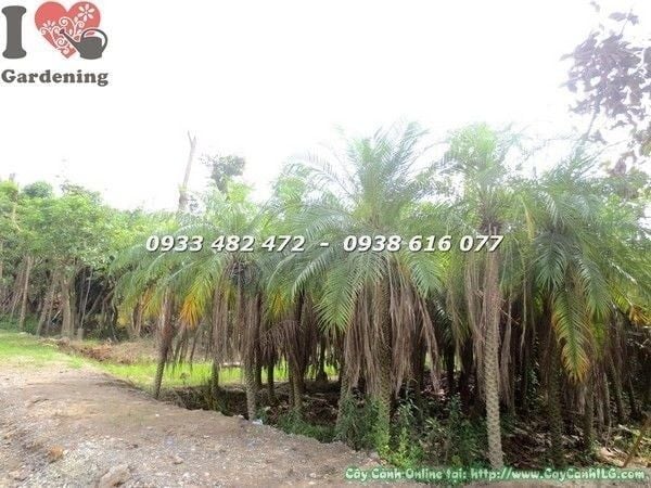 Cây Cau Nga Mi – Ý Nghĩa, Cách Chăm Sóc & Mua Bán Sỉ Lẻ Giá Tốt Tại TP.HCM
