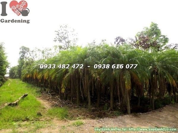 Cây Cau Nga Mi – Ý Nghĩa, Cách Chăm Sóc & Mua Bán Sỉ Lẻ Giá Tốt Tại TP.HCM