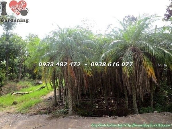 Cây Cau Nga Mi – Ý Nghĩa, Cách Chăm Sóc & Mua Bán Sỉ Lẻ Giá Tốt Tại TP.HCM