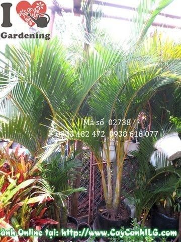 Cây Cau Nhật – Ý Nghĩa, Cách Chăm Sóc & Mua Bán Sỉ Lẻ Giá Tốt Tại TP.HCM