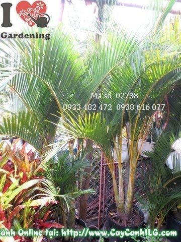 Cây Cau Nhật – Ý Nghĩa, Cách Chăm Sóc & Mua Bán Sỉ Lẻ Giá Tốt Tại TP.HCM