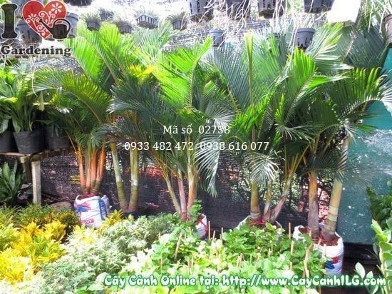 Cây Cau Nhật – Ý Nghĩa, Cách Chăm Sóc & Mua Bán Sỉ Lẻ Giá Tốt Tại TP.HCM