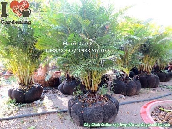 Cây Cau Nhật – Ý Nghĩa, Cách Chăm Sóc & Mua Bán Sỉ Lẻ Giá Tốt Tại TP.HCM