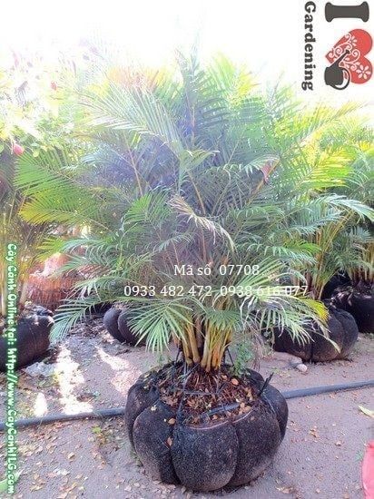 Cây Cau Nhật – Ý Nghĩa, Cách Chăm Sóc & Mua Bán Sỉ Lẻ Giá Tốt Tại TP.HCM