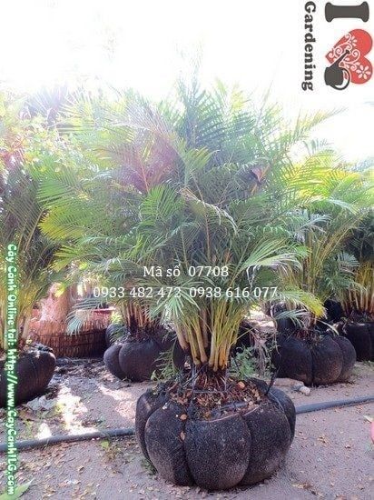 Cây Cau Nhật – Ý Nghĩa, Cách Chăm Sóc & Mua Bán Sỉ Lẻ Giá Tốt Tại TP.HCM