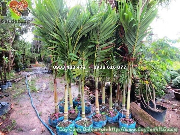 Cây Cau Trắng – Ý Nghĩa, Cách Chăm Sóc & Mua Bán Sỉ Lẻ Giá Tốt Tại TP.HCM