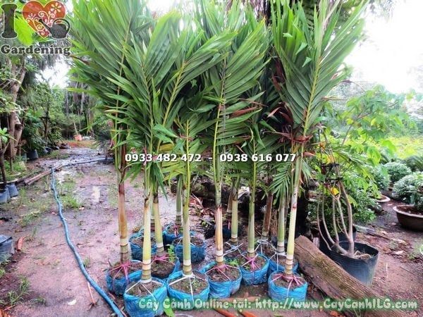 Cây Cau Trắng – Ý Nghĩa, Cách Chăm Sóc & Mua Bán Sỉ Lẻ Giá Tốt Tại TP.HCM