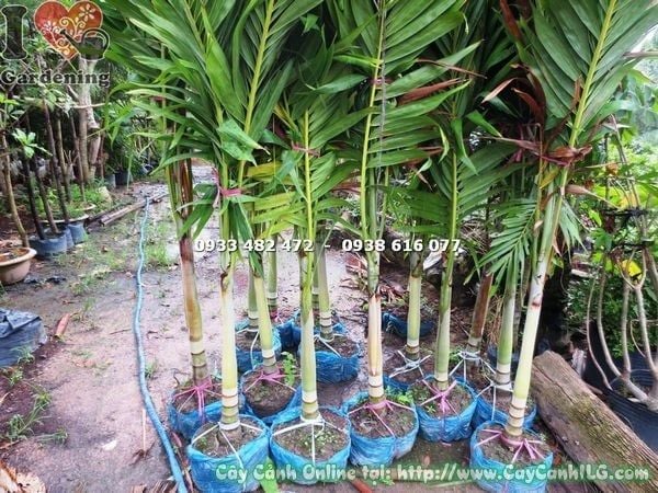 Cây Cau Trắng – Ý Nghĩa, Cách Chăm Sóc & Mua Bán Sỉ Lẻ Giá Tốt Tại TP.HCM