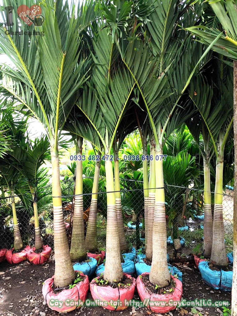 Cây cau trắng cau bụng lóng 80cm cao 2.5m tại vườn ILG
