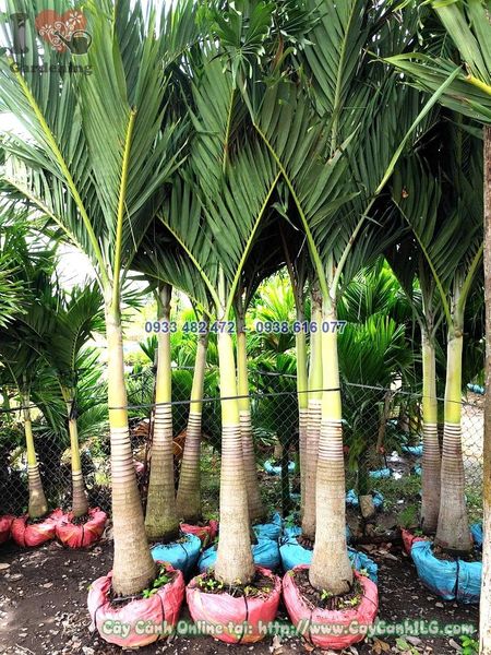 Cây Cau Trắng (cau Bụng) Lóng 80cm Cao 2.5m