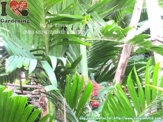 Cây Cau Tứ Quý – Ý Nghĩa, Cách Chăm Sóc & Mua Bán Sỉ Lẻ Giá Tốt Tại TP.HCM