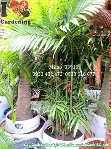 Cây Cau Tứ Quý – Ý Nghĩa, Cách Chăm Sóc & Mua Bán Sỉ Lẻ Giá Tốt Tại TP.HCM