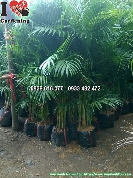 Cây Cau Vàng – Ý Nghĩa, Cách Chăm Sóc & Mua Bán Sỉ Lẻ Giá Tốt Tại TP.HCM