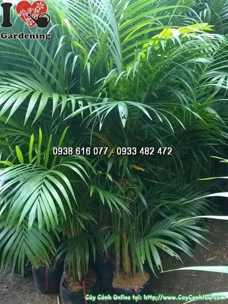 Cây Cau Vàng – Ý Nghĩa, Cách Chăm Sóc & Mua Bán Sỉ Lẻ Giá Tốt Tại TP.HCM