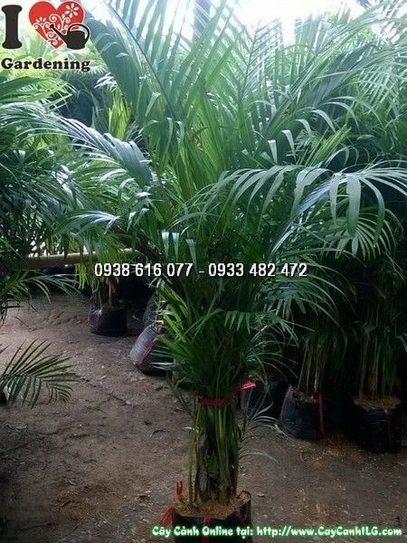 Cây Cau Vàng – Ý Nghĩa, Cách Chăm Sóc & Mua Bán Sỉ Lẻ Giá Tốt Tại TP.HCM