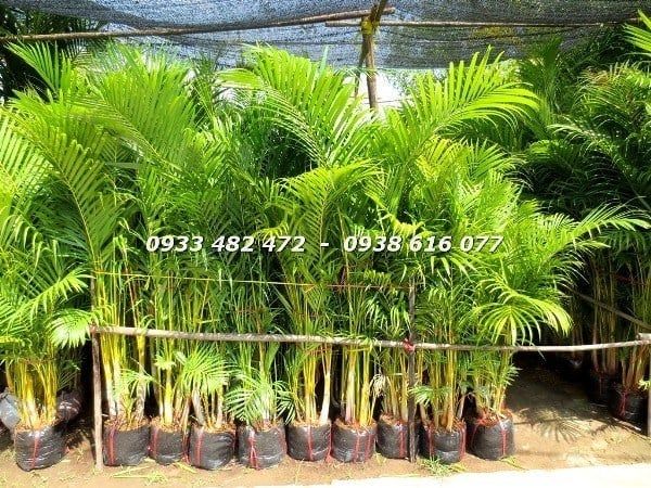 Cây Cau Vàng – Ý Nghĩa, Cách Chăm Sóc & Mua Bán Sỉ Lẻ Giá Tốt Tại TP.HCM