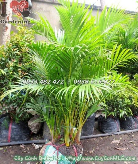 Cây Cau Vàng – Ý Nghĩa, Cách Chăm Sóc & Mua Bán Sỉ Lẻ Giá Tốt Tại TP.HCM