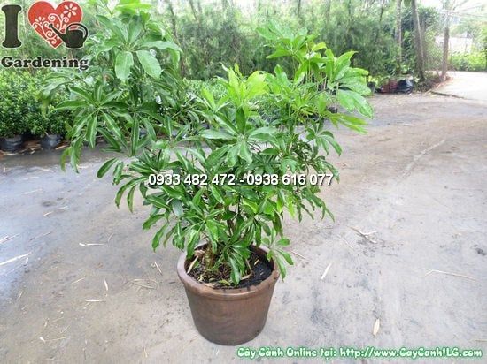 Cây Chân Chim – Ý Nghĩa, Cách Chăm Sóc & Mua Bán Sỉ Lẻ Giá Tốt Tại TP.HCM