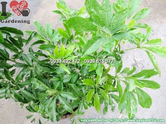 Cây Chân Chim – Ý Nghĩa, Cách Chăm Sóc & Mua Bán Sỉ Lẻ Giá Tốt Tại TP.HCM