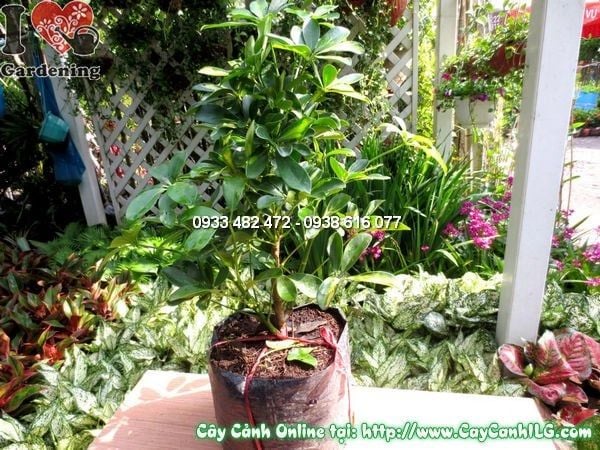 Cây Chân Chim – Ý Nghĩa, Cách Chăm Sóc & Mua Bán Sỉ Lẻ Giá Tốt Tại TP.HCM