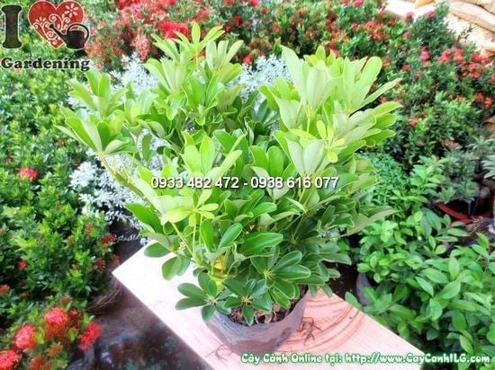 Cây Chân Chim – Ý Nghĩa, Cách Chăm Sóc & Mua Bán Sỉ Lẻ Giá Tốt Tại TP.HCM