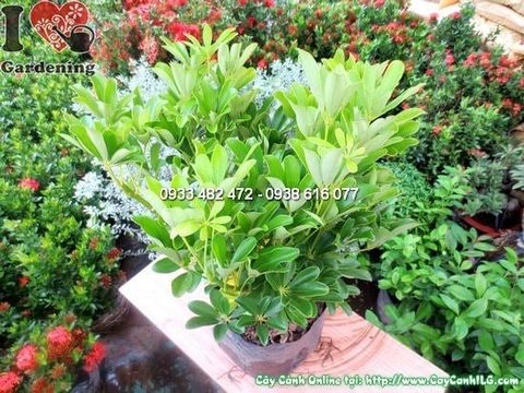 Cây Chân Chim – Ý Nghĩa, Cách Chăm Sóc & Mua Bán Sỉ Lẻ Giá Tốt Tại TP.HCM