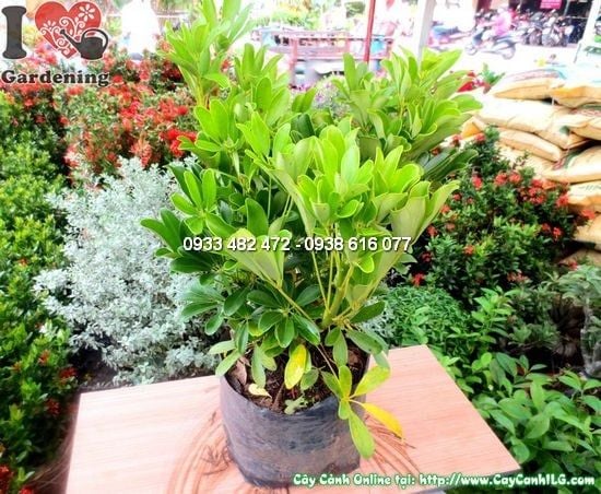 Cây Chân Chim – Ý Nghĩa, Cách Chăm Sóc & Mua Bán Sỉ Lẻ Giá Tốt Tại TP.HCM