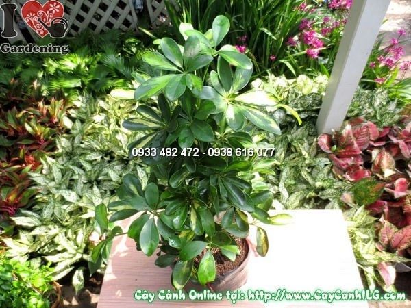 Cây Chân Chim – Ý Nghĩa, Cách Chăm Sóc & Mua Bán Sỉ Lẻ Giá Tốt Tại TP.HCM