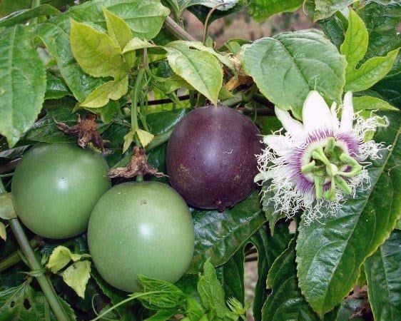 Cây Chanh Dây – Ý Nghĩa, Cách Chăm Sóc & Mua Bán Sỉ Lẻ Giá Tốt Tại TP.HCM