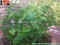 Cây Chanh Dây – Ý Nghĩa, Cách Chăm Sóc & Mua Bán Sỉ Lẻ Giá Tốt Tại TP.HCM