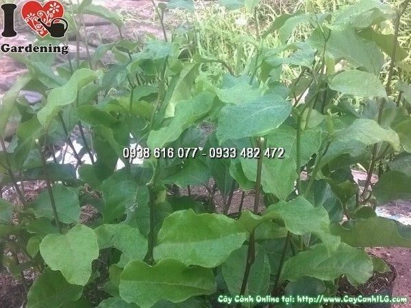 Cây Chanh Dây – Ý Nghĩa, Cách Chăm Sóc & Mua Bán Sỉ Lẻ Giá Tốt Tại TP.HCM
