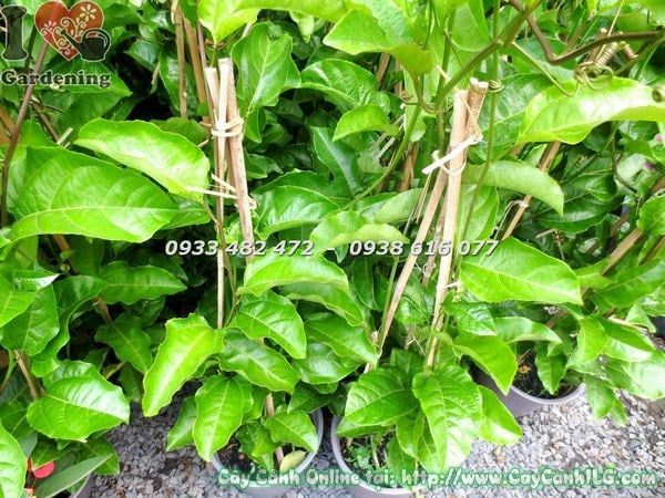 Cây Chanh Dây – Ý Nghĩa, Cách Chăm Sóc & Mua Bán Sỉ Lẻ Giá Tốt Tại TP.HCM