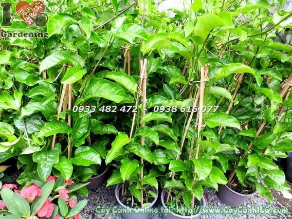 Cây Chanh Dây – Ý Nghĩa, Cách Chăm Sóc & Mua Bán Sỉ Lẻ Giá Tốt Tại TP.HCM