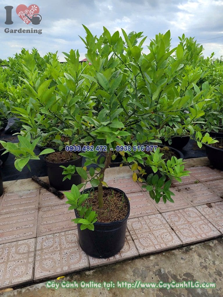 Cây Chanh Tứ Quý cao 70cm trồng chậu trưng bày sân vườn