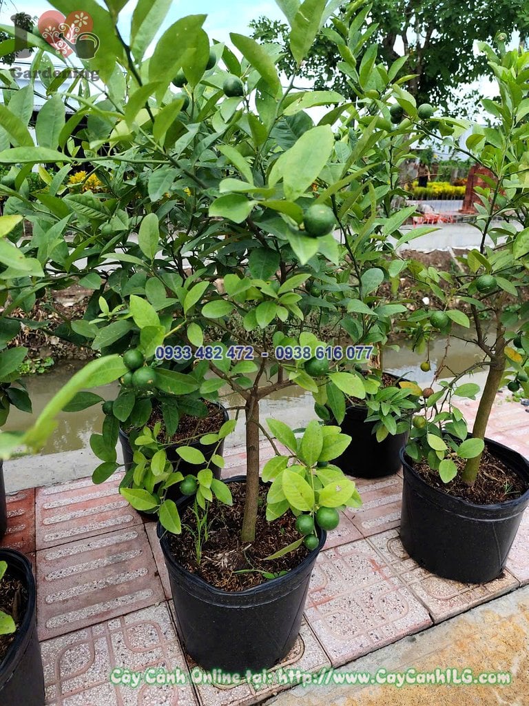 Cây Chanh Tứ Quý cao 70cm ra hoa kết trái