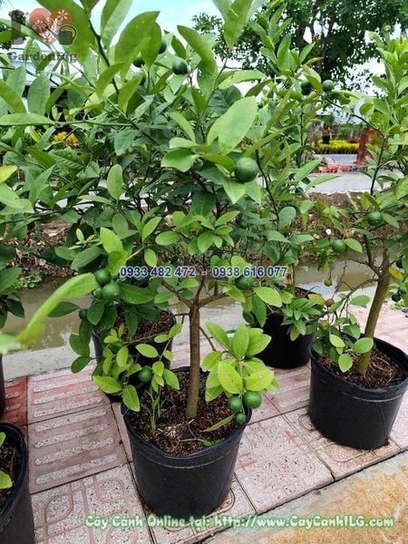 Cây Chanh Tứ Quý Cao 70cm