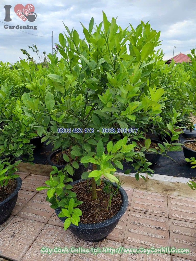 Cây Chanh Tứ Quý cao 70cm trồng làm cảnh quan sân vườn, quán cà phê