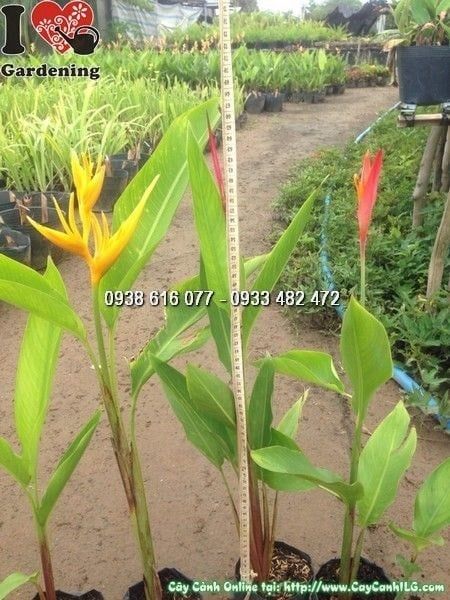 Cây Chuối Mỏ Két – Ý Nghĩa, Cách Chăm Sóc & Mua Bán Sỉ Lẻ Giá Tốt Tại TP.HCM