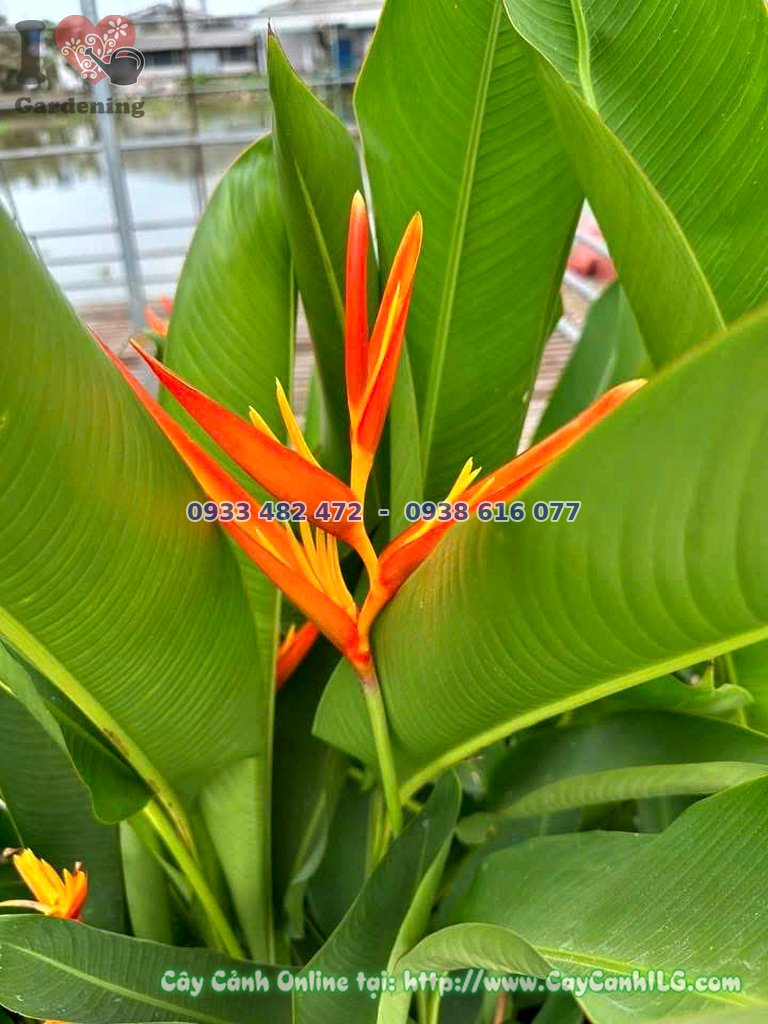 Cây chuối mỏ két cao 50cm chậu lớn - sắc cam rực rỡ tại ILG