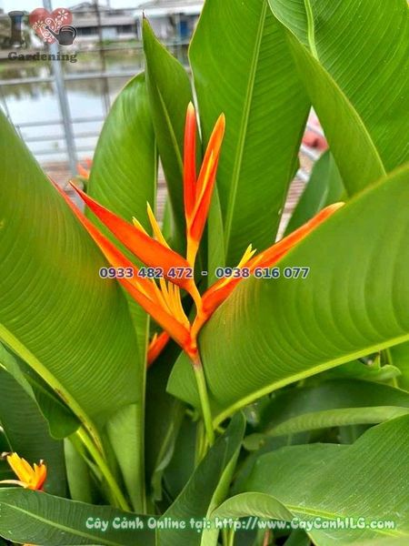 Cây Chuối Mỏ Két – Ý Nghĩa, Cách Chăm Sóc & Mua Bán Sỉ Lẻ Giá Tốt Tại TP.HCM