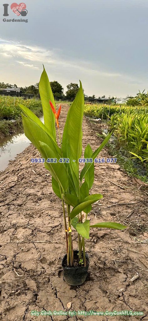 Cây chuối mỏ két 50cm chậu lớn - hoa cam đỏ đặc trưng của Heliconia psittacorum